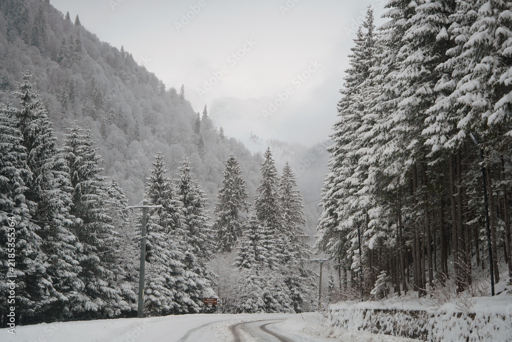 Fototapeta premium Scenic winter road winding through a snow-covered pine forest with dense evergreen trees and misty mountain peaks, creating a calm and frosty seasonal wilderness.