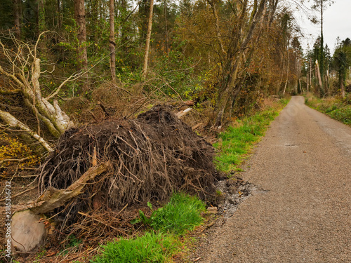 Fotografie Fallen tree with exposed roots lies in forest clearing