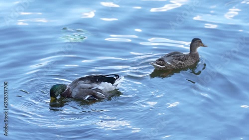Wild ducks swimming together on calm water, showing natural animal behavior and peaceful wildlife scene, suitable for nature, ecology, environmental and outdoor content