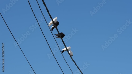 Black and white doves perching on a power line
