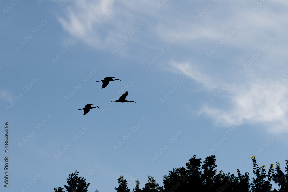 Obraz premium Three Sandhill Cranes Flying in Formation Across a Blue Sky