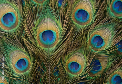 Peacock feather pattern luxury and elegance concept exotic nature background with iridescent blue and green eyes detailed wildlife texture closeup
