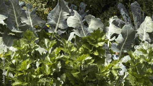Close-up of organic celery and broccoli leaves in an eco garden. Fresh green foliage layer in a no-dig permaculture farm under natural daylight.