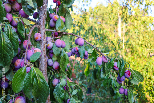 Ripe purple mature Victoria plums, stone fruit, on a garden orchard tree in Summer. 