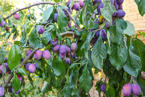 Ripe purple mature Victoria plums, stone fruit, on a garden orchard tree in Summer. 