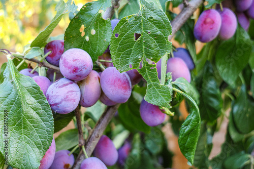 Ripe purple mature Victoria plums, stone fruit, on a garden orchard tree in Summer. 
