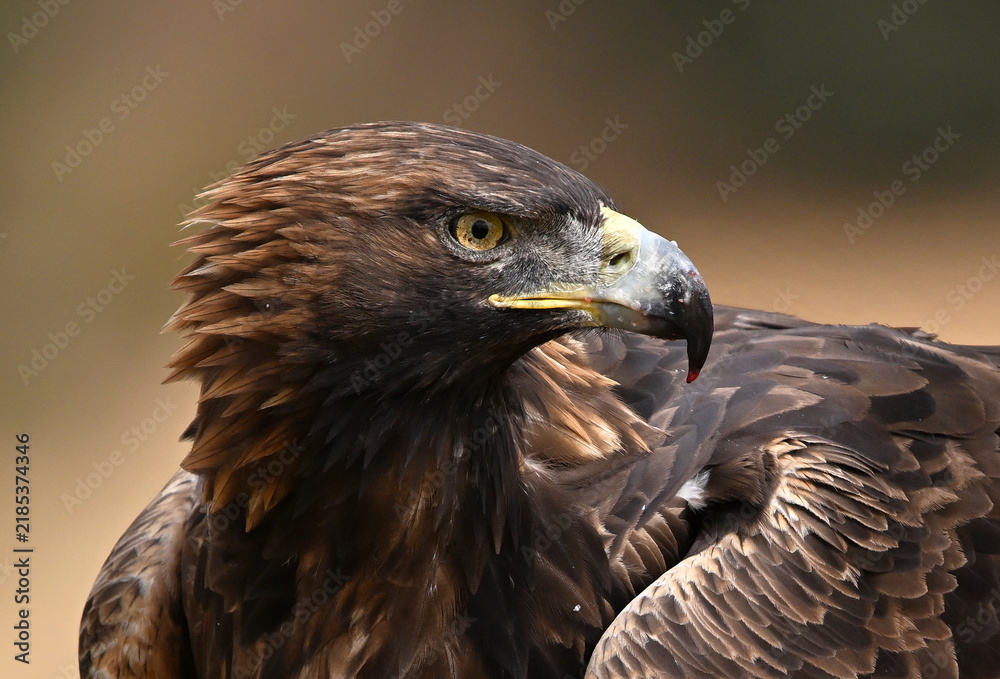 Fototapeta premium Golden Eagle Perched on Branch in Nature