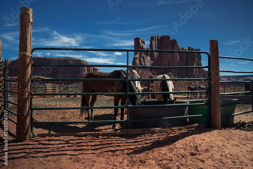 Fotografía Horses drinking water at a desert corral in Monument Valley, with red rock butte