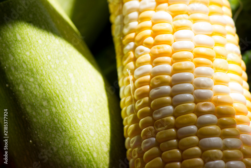 Macro shot of bi-color corn cob next to green zucchini in sunlight