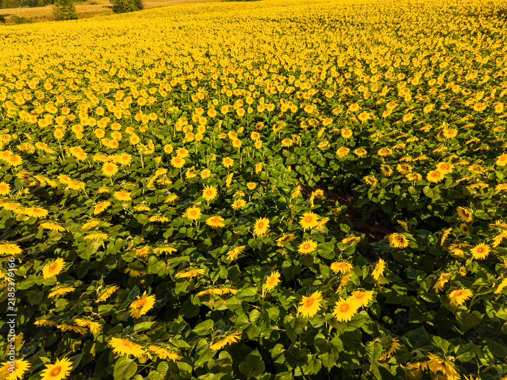 Fototapeta premium Sunflower Fields and Farm Countryside in the morning light. 
