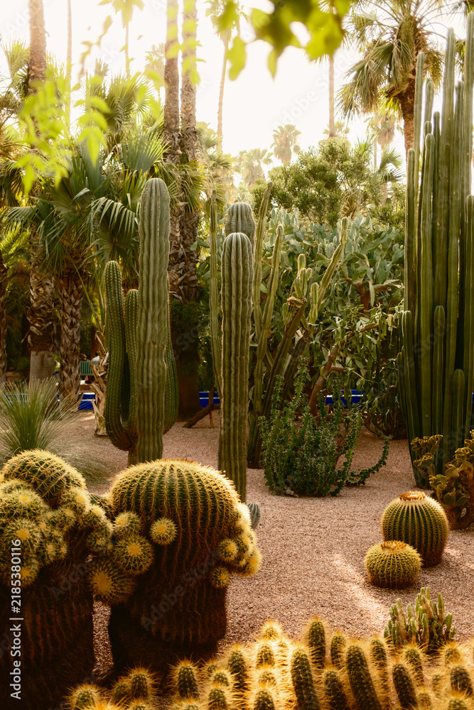 Obraz premium Lush Succulent Garden With Tall Columnar Cacti