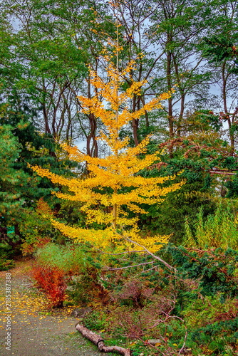 A tree adorned with yellow autumn leaves in the forest in Vandusen Botanical Garden in autumn time, trees and bushes in bright autumn colors, fallen leaves