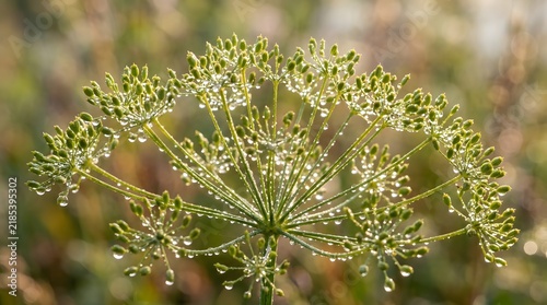 Close-up of a wild umbelliferous plant with seed heads in natural habitat.