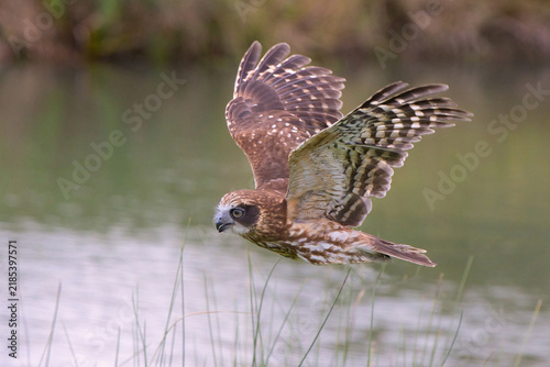 An Australian boobook, Ninox boobook, flying gracefully over a calm body of water. This native owl features brown plumage, white spotting, and distinctive facial discs