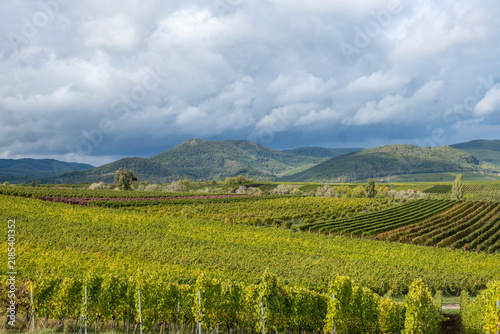 Blick über die Weinberge auf den Pfälzerwald