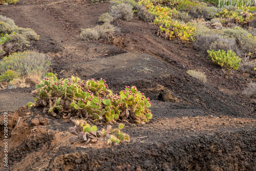 Lavafeld mit Feigenkakteen (Opuntia ficus-indica), Teneriffa