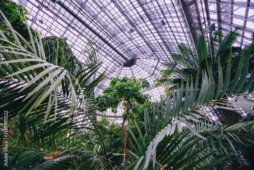 Large palm fronds and tropical plants viewed beneath a geometric glass ceiling