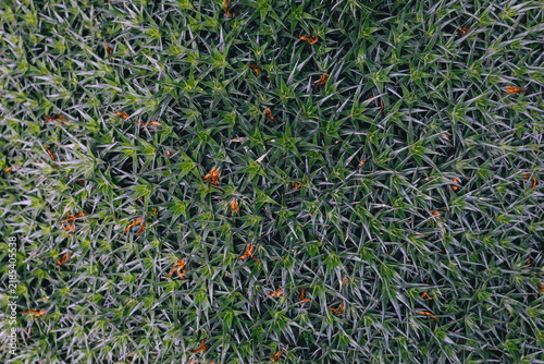 Dense mat of tiny spiky plants