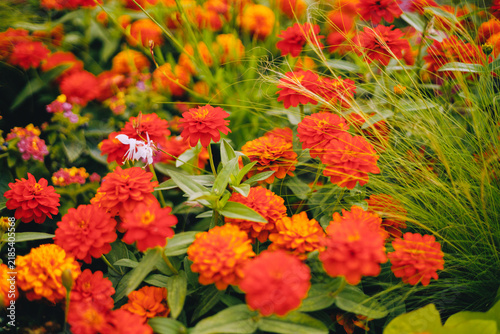 Orange-red flower bed with grasses