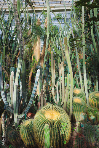Indoor cactus display with golden barrel cacti and tall desert plants