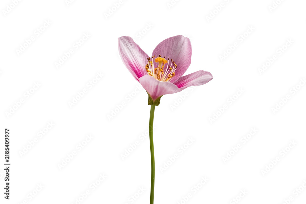 Obraz premium Pink cosmos flower on green stem