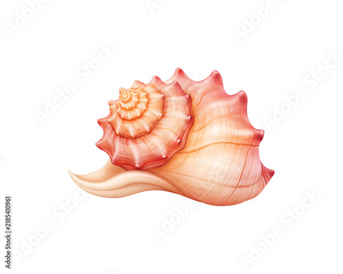 Pink conch shell with spiral ridges and smooth curves