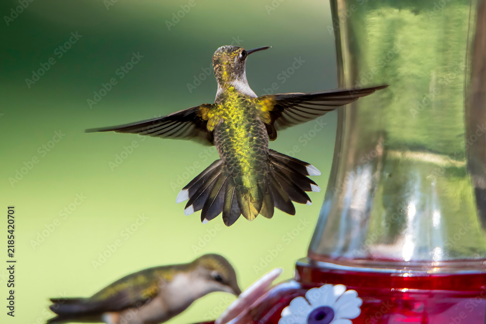 Fototapeta premium hummingbird in flight