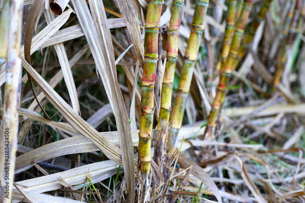 Obraz premium Sugarcane stalks growing in a plantation field.