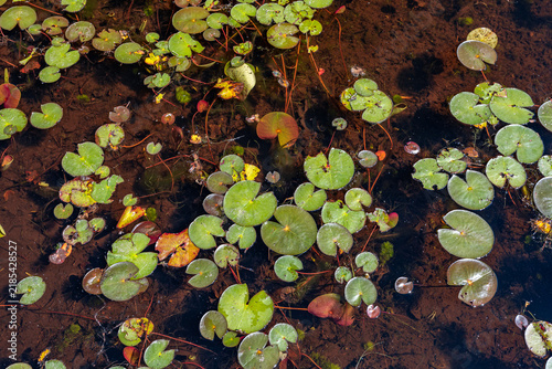 Cuadro en lienzo Green lily pads and aquatic plants floating on dark pond water