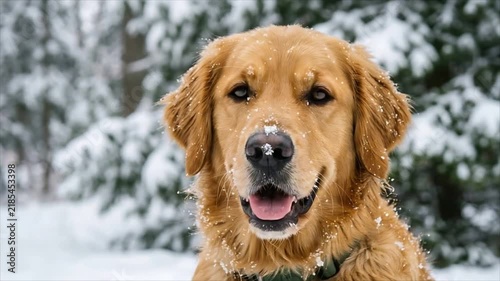 Happy golden retriever dog in snowy winter forest. Smiling dog with snowflakes on nose among snow covered fir trees.