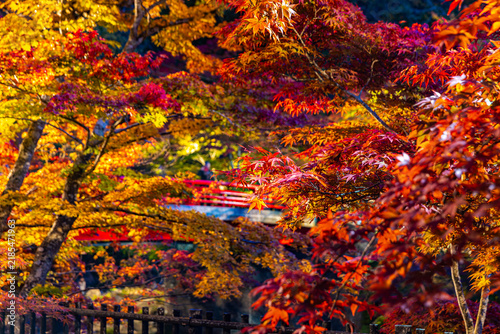 青森県　紅葉に彩られた中野もみじ山の秋景色
