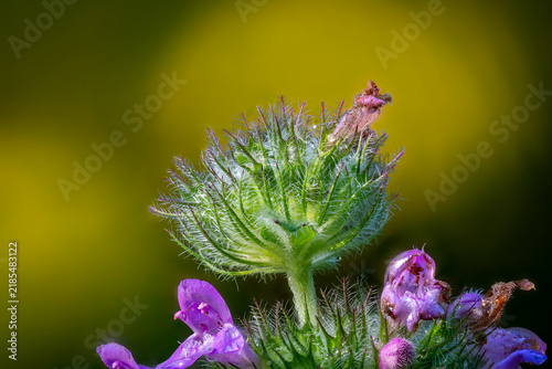 Foto Backlit wildflower calyx covered in silky hairs and dew, mint family macro with