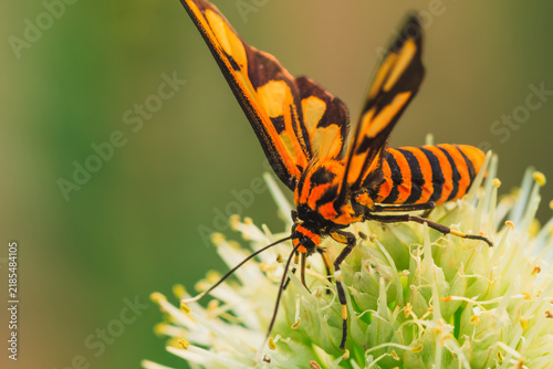 Fotografie Detailed macro view showing the warning coloration and striped abdomen of a tiger moth