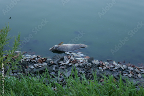 Fotografía Dead fish line trash-littered shoreline of stagnant Kansas lake following extrem