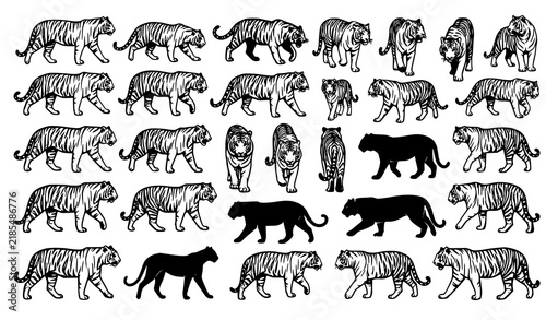 Tiger Icon Set Vector Illustration, Wild Striped Big Cat Silhouette and Line Icons, Walking Tiger Animal Symbol Collection for Web and App Design