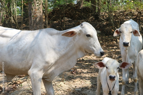 Konstfotografi Group shot of white cows and young calves standing together in a dry woodland farm environment under natural sunlight, representing livestock breeding, animal husbandry, and rural farming life