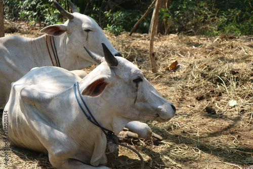Fotografie Close up of two white cows resting on dry grass background in traditional livestock farm area
