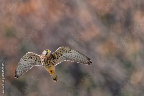 Konstfotografi 獲物を探すチョウゲンボウ(Common Kestrel)の雌