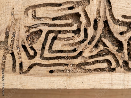 Termite hollowed wood cross sect…