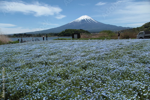 河口湖湖畔に咲くネモフィラ