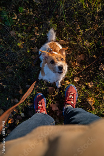 Small terrier dog on leash looking up at owner walking on autumn grass with fallen leaves.