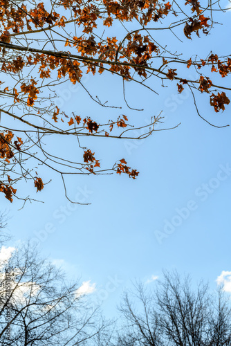 Branches stretch upward, holding amber leaves