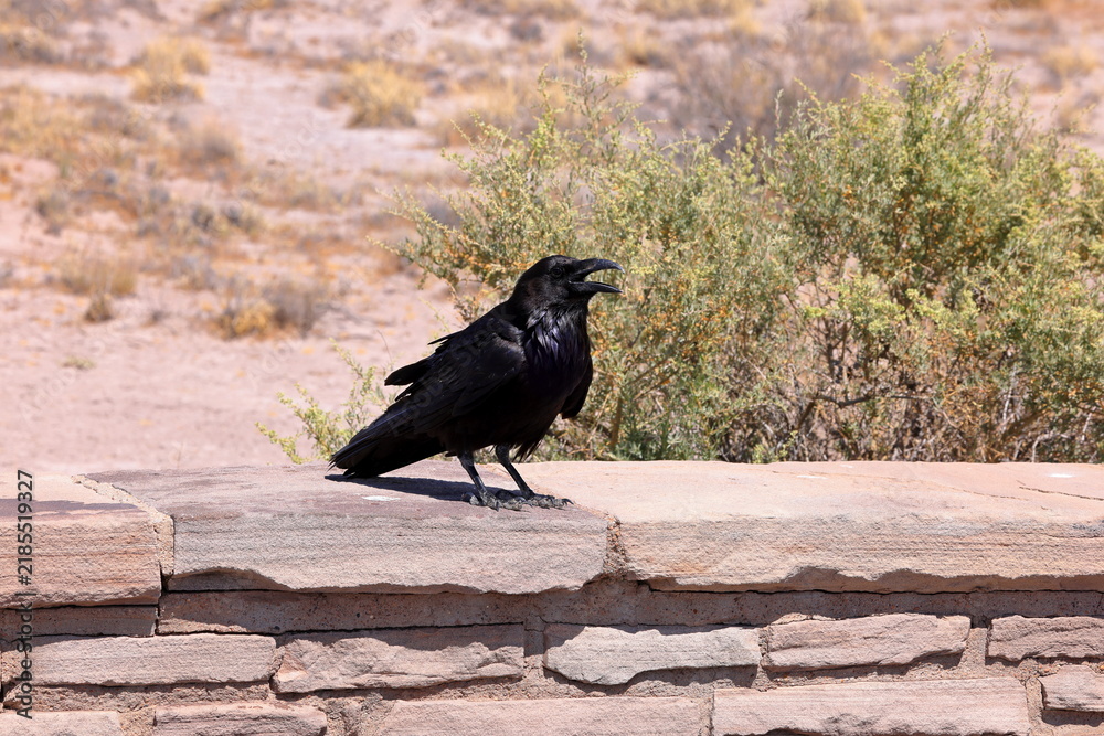Obraz premium Raven in Petrified Forest National Park, a natural attraction place with many petrified tree trunks and fossils, in Arizona, USA.