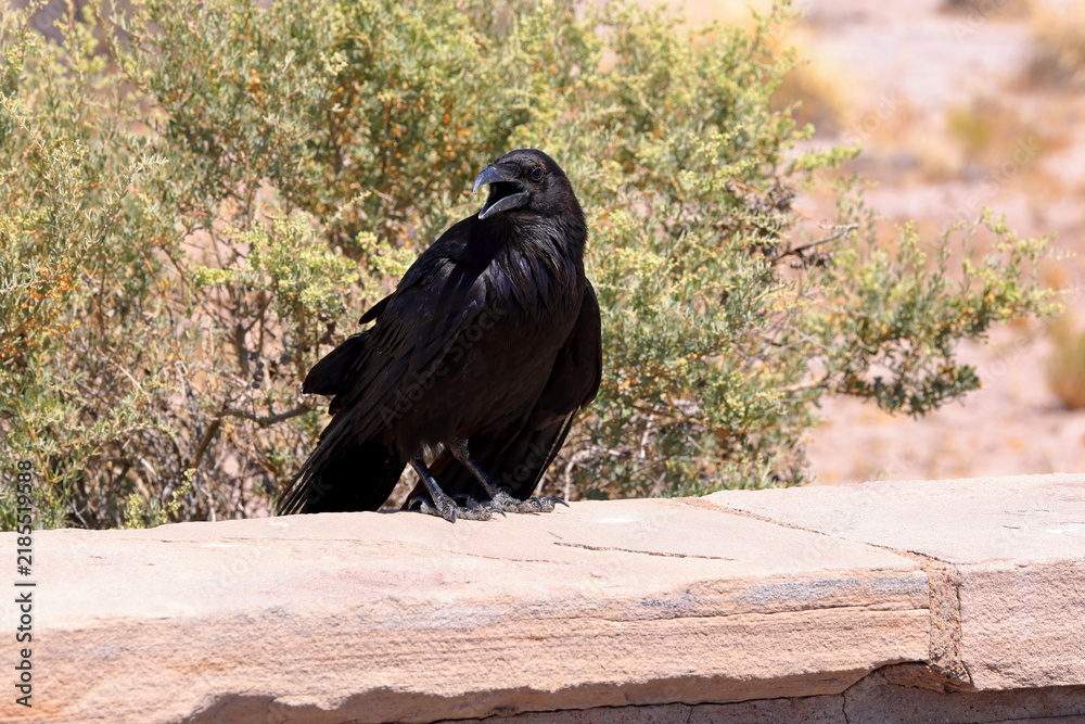 Obraz premium Raven in Petrified Forest National Park, a natural attraction place with many petrified tree trunks and fossils, in Arizona, USA.