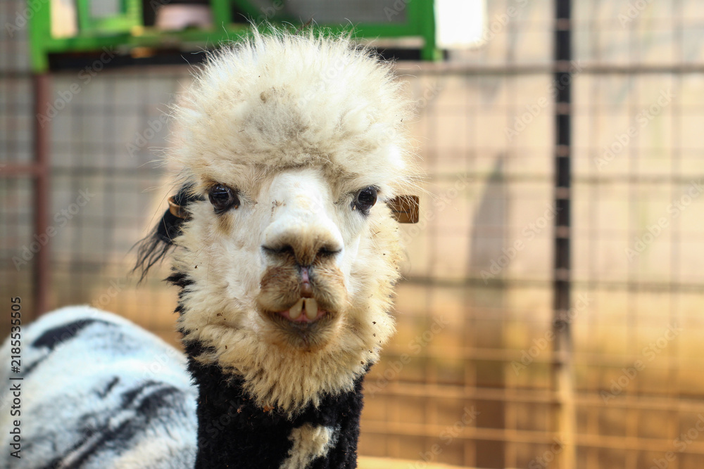 Fototapeta premium A Black and White Alpaca with a Messy Mane in a Farm Pen