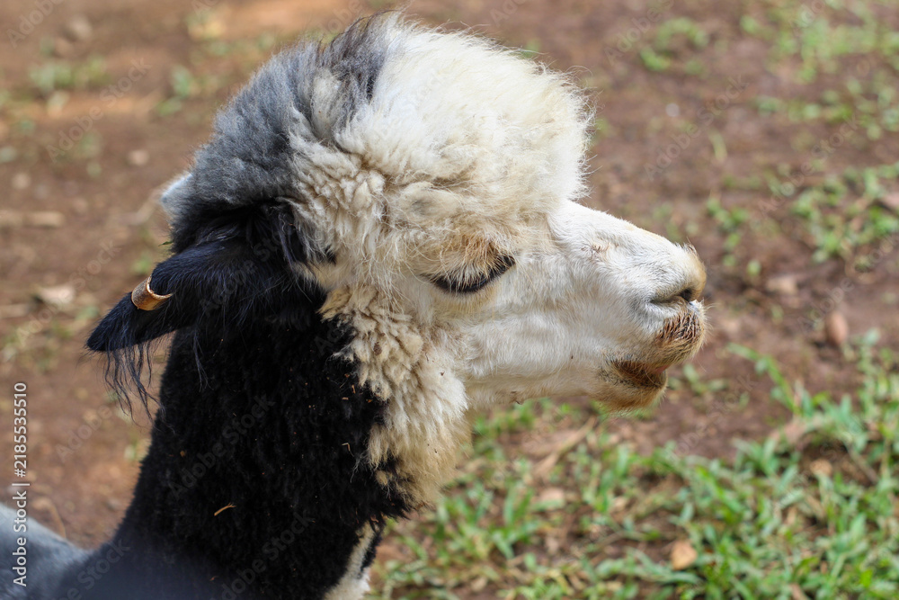 Obraz premium A Black and White Alpaca with a Messy Mane in a Farm Pen