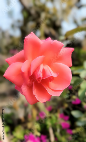 A selective of a pink rose with water droplets growing in a garden.