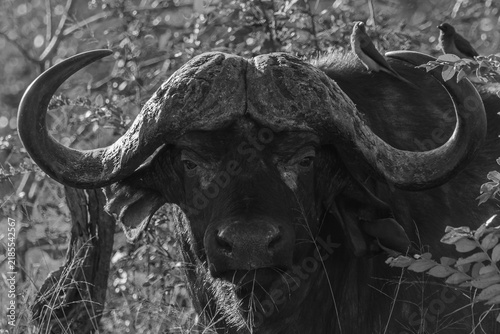 Canvas Print Cape buffalo