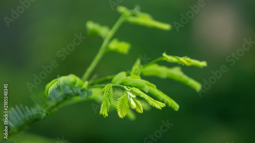Konstfotografi Close up of vibrant green tamarind tree leaves with selective focus