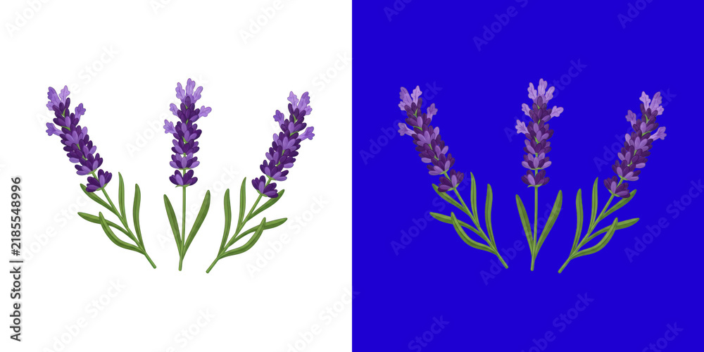 Fototapeta premium Three blooming lavender flower stems fresh purple herb botanical transparent png